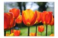 Tulpen M 17